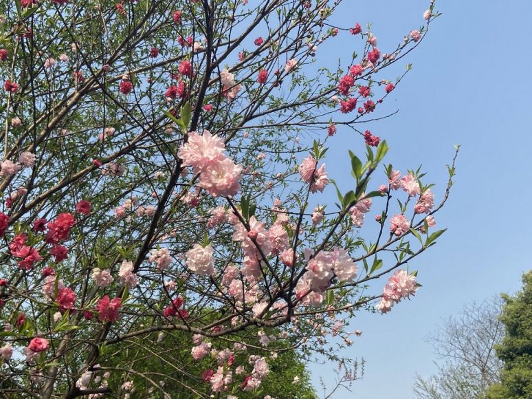 重庆江北区免费景点盘点（地点 路线）