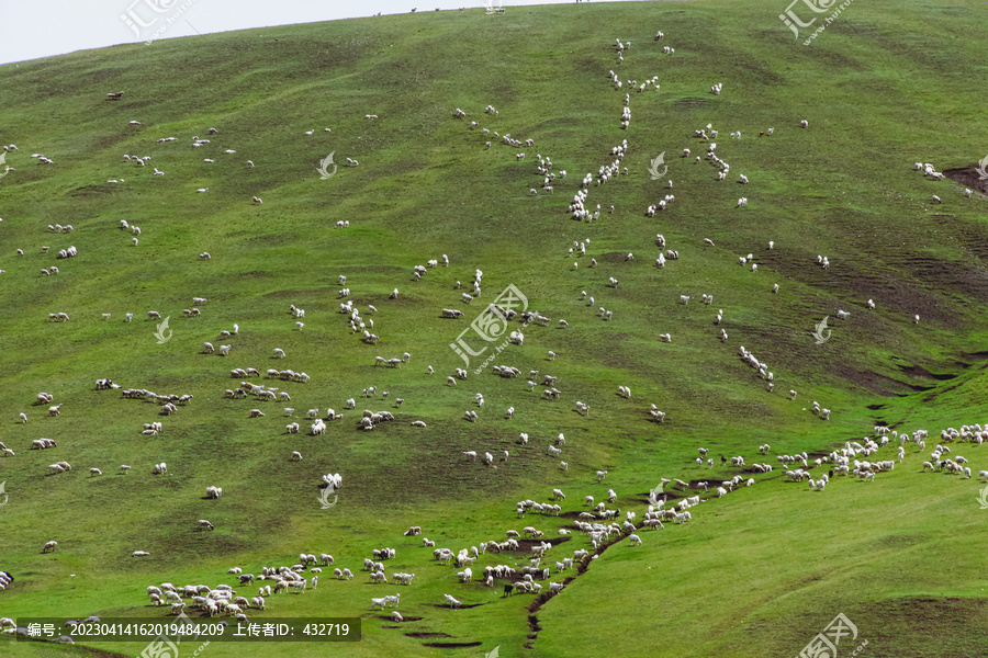 夏季山坡草原羊群