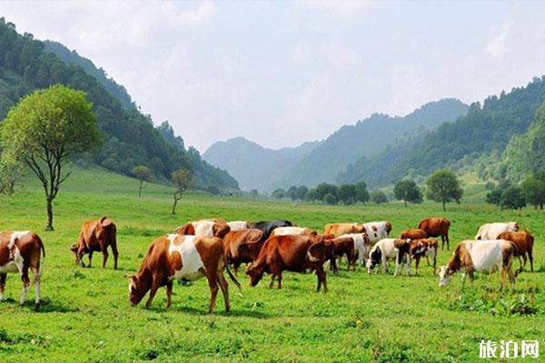 关山牧场几月份去合适 景区介绍