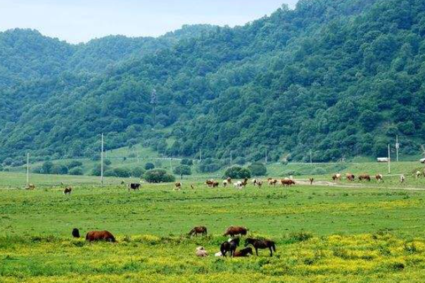 关山牧场在哪里