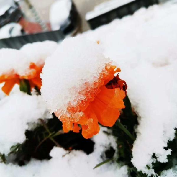 宝鸡迎来今年夏天第一场雪！是的，你没看错......