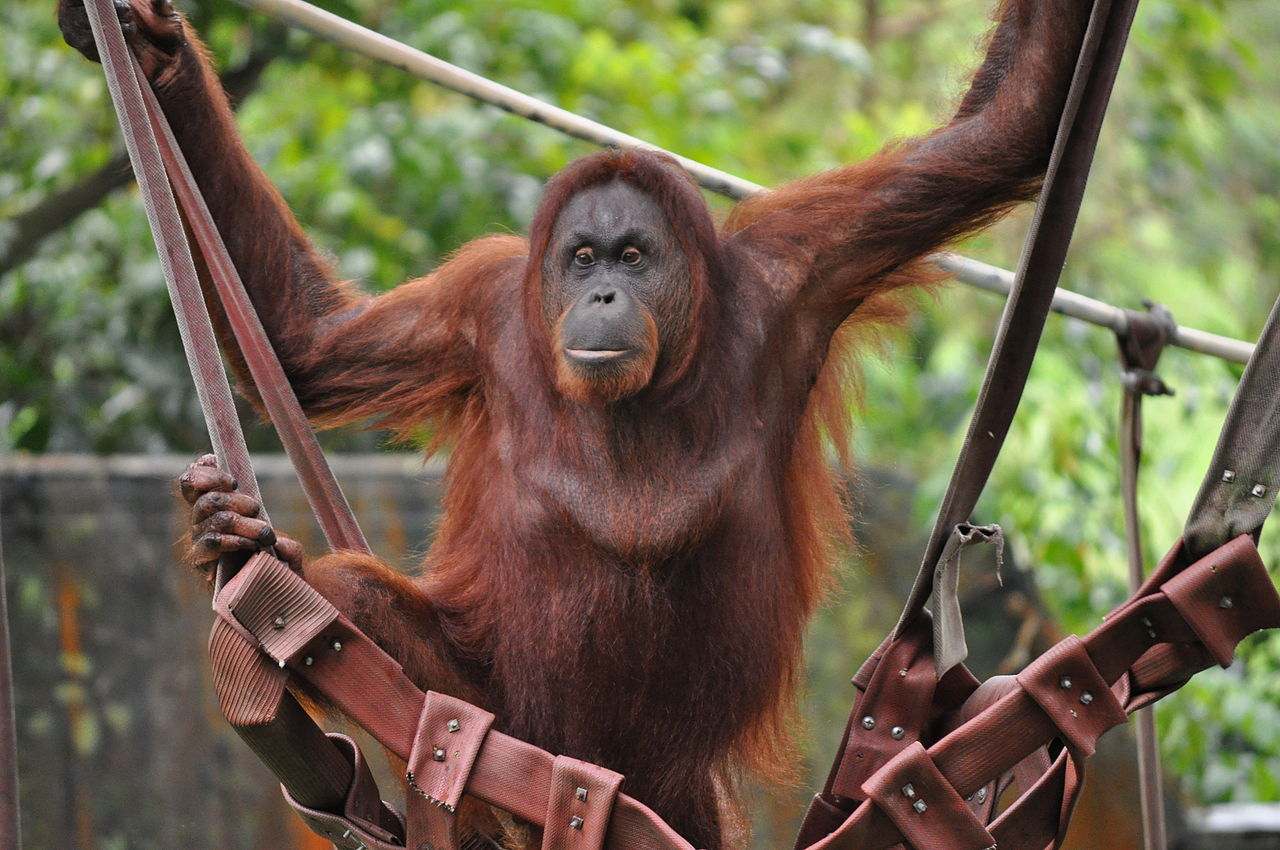 雪兰莪景点 zoo negara